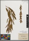 Foto von Salix triandra subsp. amygdalina (L.) Schübl. & G. Martens